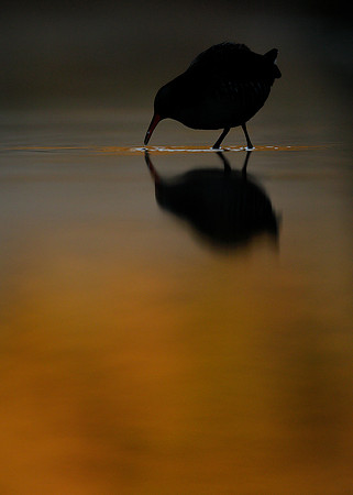 Water Rail Rallus aquaticus