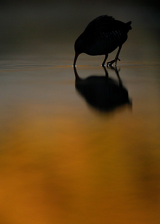 Water Rail Rallus aquaticus