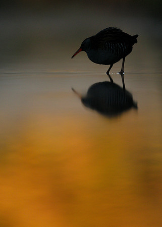 Water Rail Rallus aquaticus
