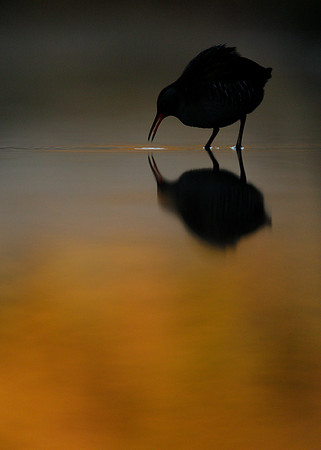 Water Rail Rallus aquaticus