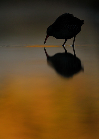 Water Rail Rallus aquaticus