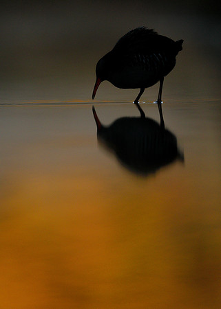 Water Rail Rallus aquaticus