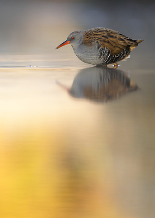 Water Rail Rallus aquaticus