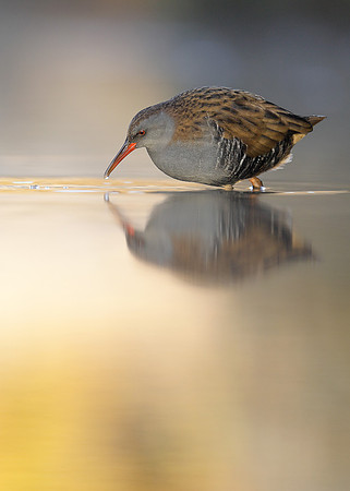 Water Rail Rallus aquaticus