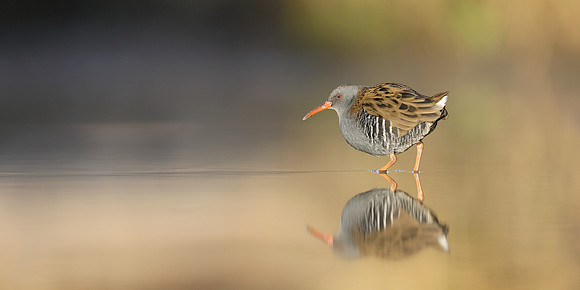 Water Rail Rallus aquaticus