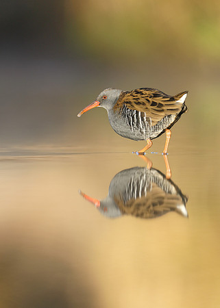 Water Rail Rallus aquaticus