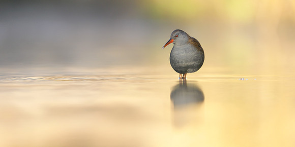 Water Rail Rallus aquaticus
