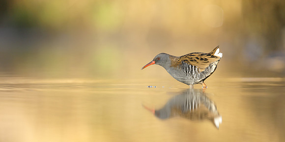 Water Rail Rallus aquaticus