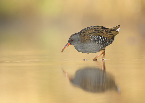 Water Rail Rallus aquaticus