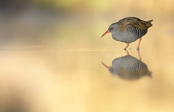 Water Rail Rallus aquaticus