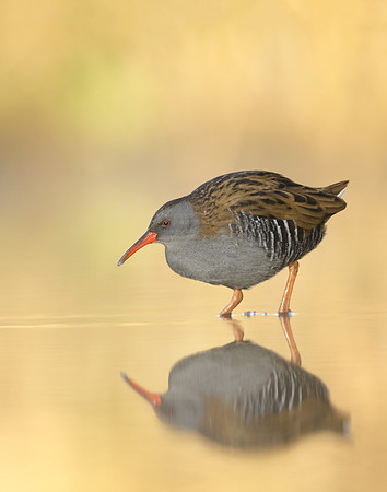 Water Rail Rallus aquaticus