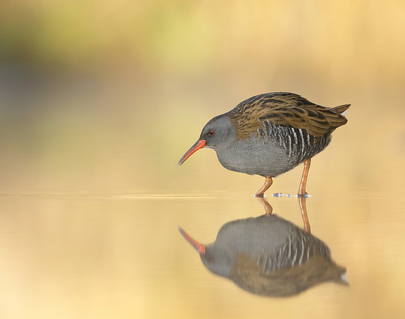 Water Rail Rallus aquaticus