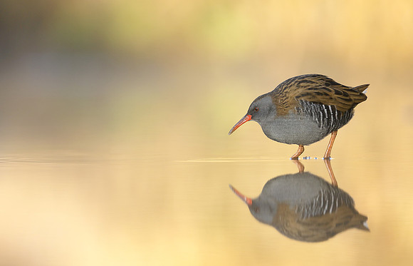 Water Rail Rallus aquaticus