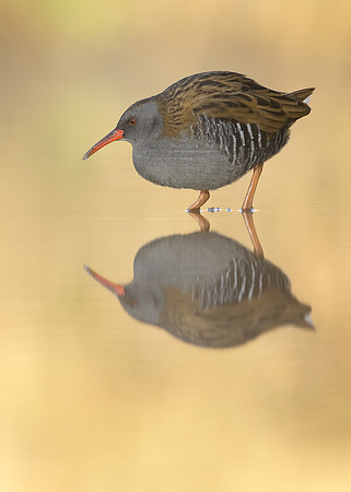 Water Rail Rallus aquaticus