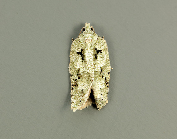 49.087 BF1061 Acleris literana