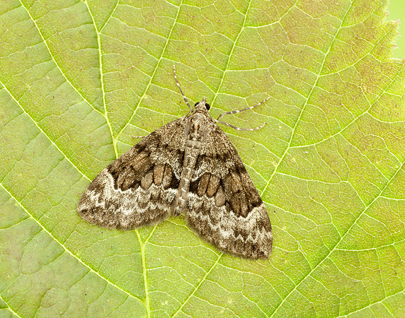 70.079 BF1769 Spruce Carpet Thera britannica