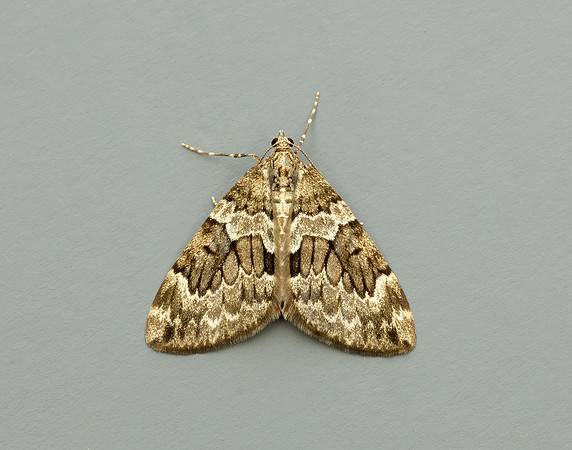 70.079 BF1769 Spruce Carpet Thera britannica