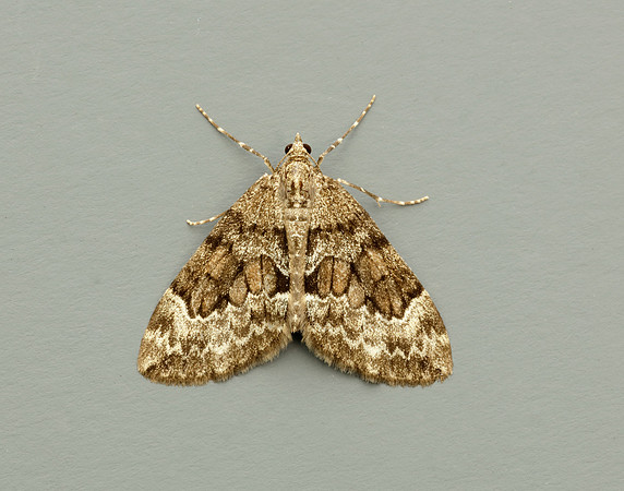 70.079 BF1769 Spruce Carpet Thera britannica