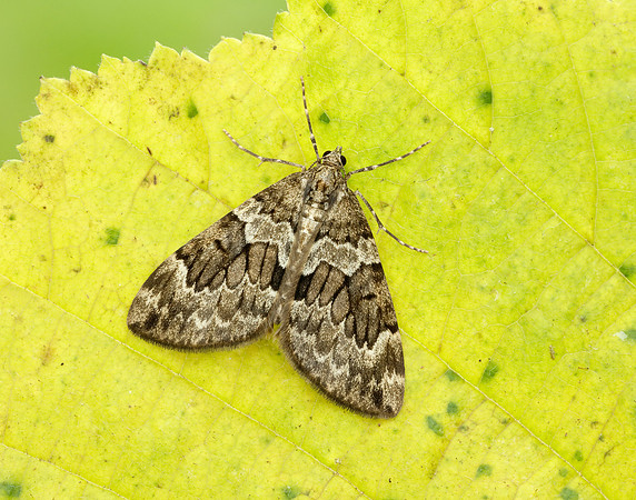70.079 BF1769 Spruce Carpet Thera britannica