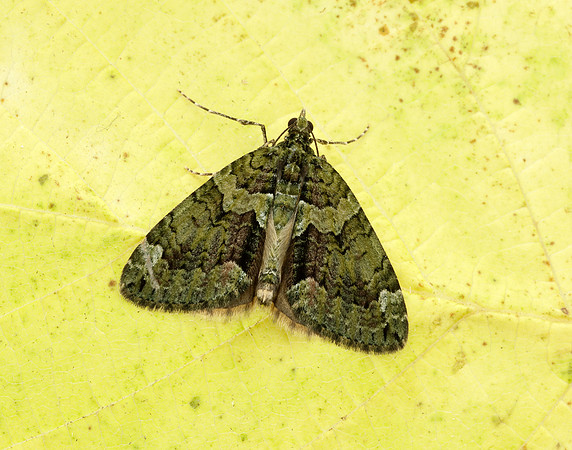 70.095 BF1760 Red-green Carpet Chloroclysta siterata