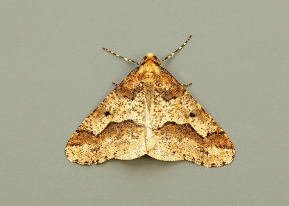 70.256 BF1935 Mottled Umber Erannis defoliaria