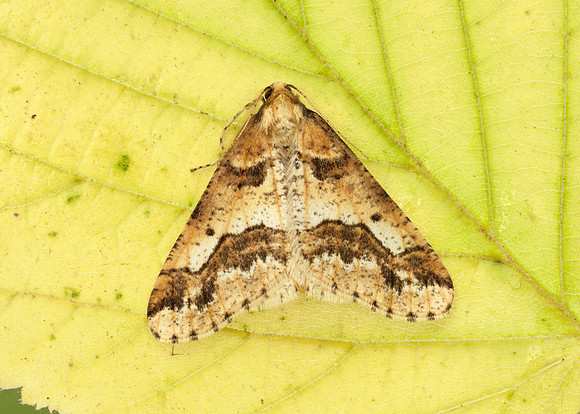 70.256 BF1935 Mottled Umber Erannis defoliaria