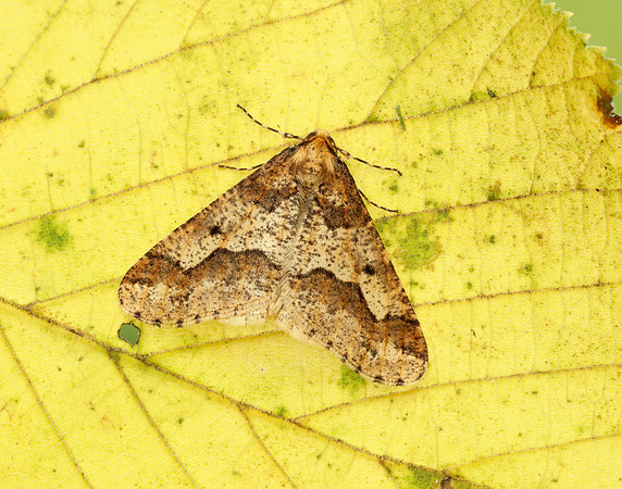 70.256 BF1935 Mottled Umber Erannis defoliaria