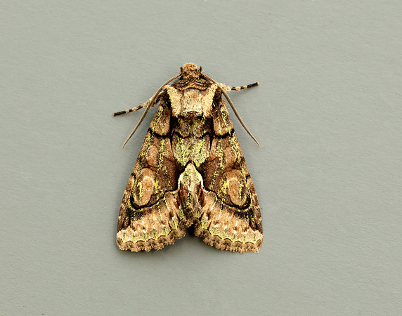 73.068 BF2245 Green-brindled Crescent Allophyes oxyacanthae