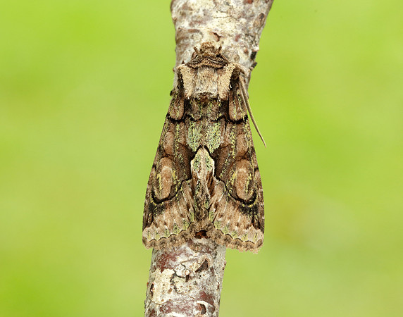 73.068 BF2245 Green-brindled Crescent Allophyes oxyacanthae