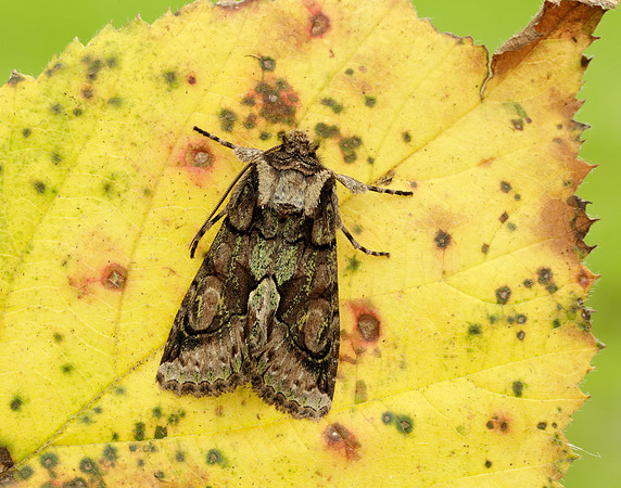 73.068 BF2245 Green-brindled Crescent Allophyes oxyacanthae
