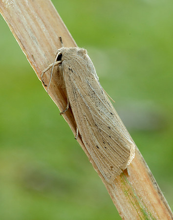73.134 BF2375 Large Wainscot Rhizedra lutosa