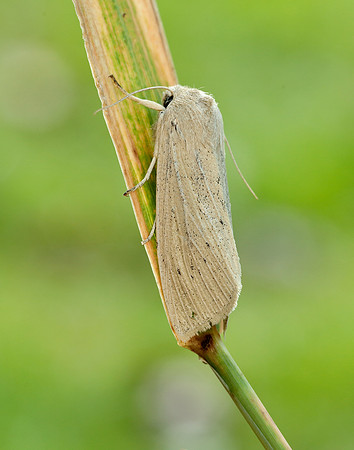 73.134 BF2375 Large Wainscot Rhizedra lutosa