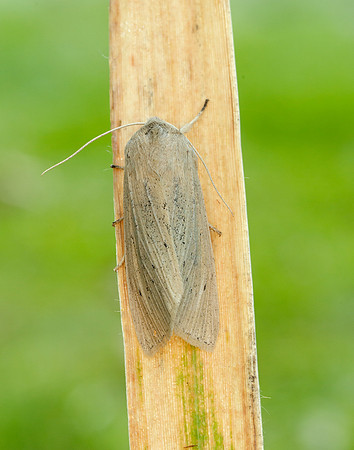 73.134 BF2375 Large Wainscot Rhizedra lutosa