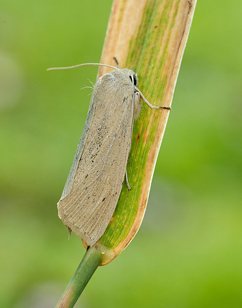 73.134 BF2375 Large Wainscot Rhizedra lutosa