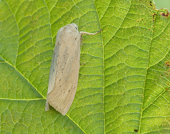 73.134 BF2375 Large Wainscot Rhizedra lutosa