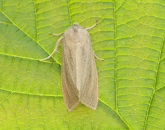 73.134 BF2375 Large Wainscot Rhizedra lutosa