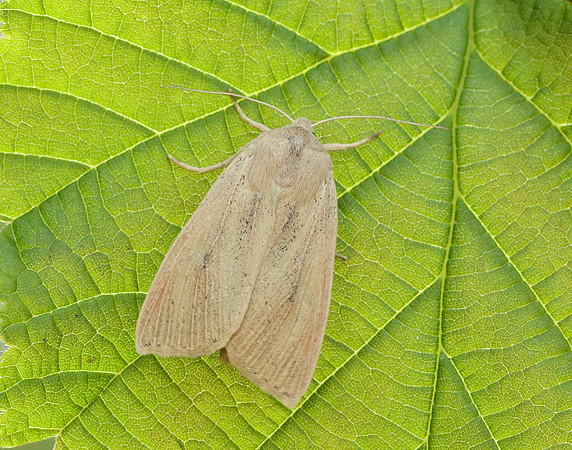 73.134 BF2375 Large Wainscot Rhizedra lutosa