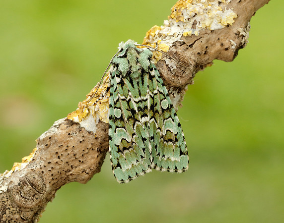 73.224 BF2247 Merveille du Jour Griposia aprilina