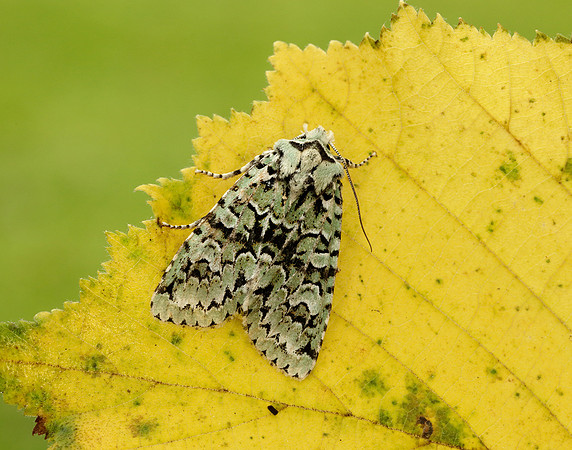 73.224 BF2247 Merveille du Jour Griposia aprilina