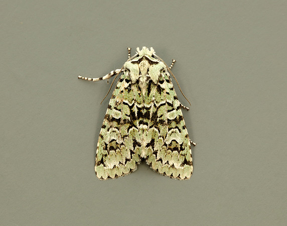 73.224 BF2247 Merveille du Jour Griposia aprilina
