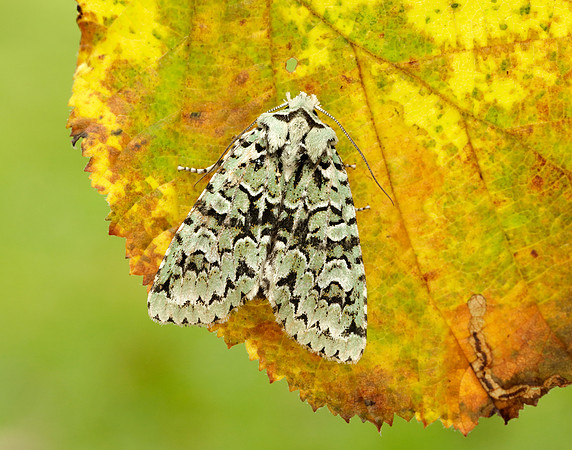 73.224 BF2247 Merveille du Jour Griposia aprilina