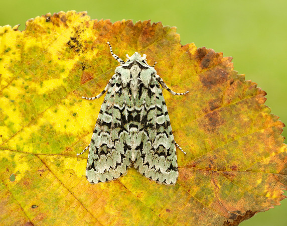 73.224 BF2247 Merveille du Jour Griposia aprilina