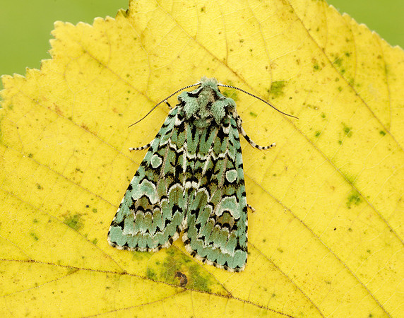 73.224 BF2247 Merveille du Jour Griposia aprilina