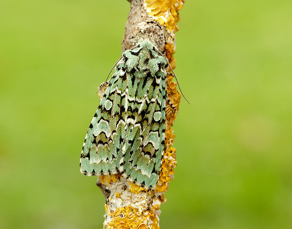 73.224 BF2247 Merveille du Jour Griposia aprilina