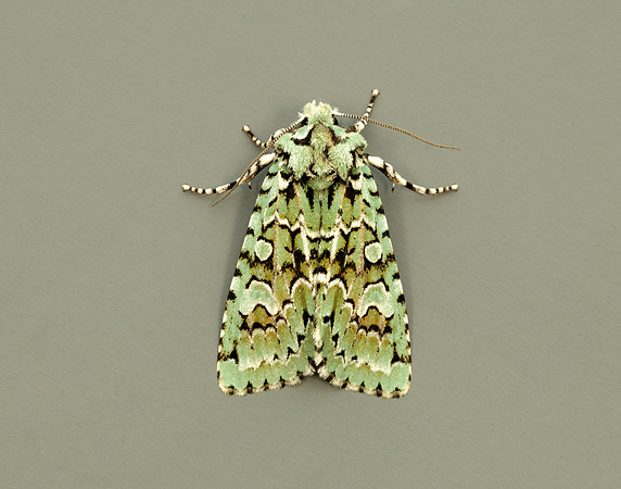73.224 BF2247 Merveille du Jour Griposia aprilina
