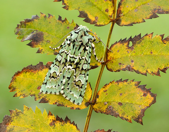 73.224 BF2247 Merveille du Jour Griposia aprilina