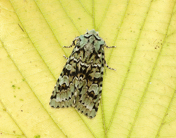 73.224 BF2247 Merveille du Jour Griposia aprilina