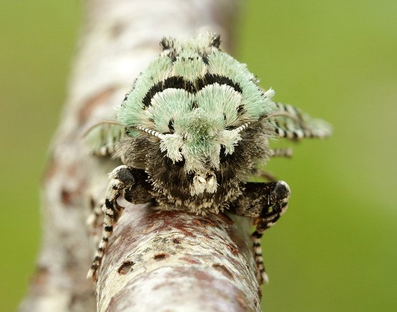 73.224 BF2247 Merveille du Jour Griposia aprilina