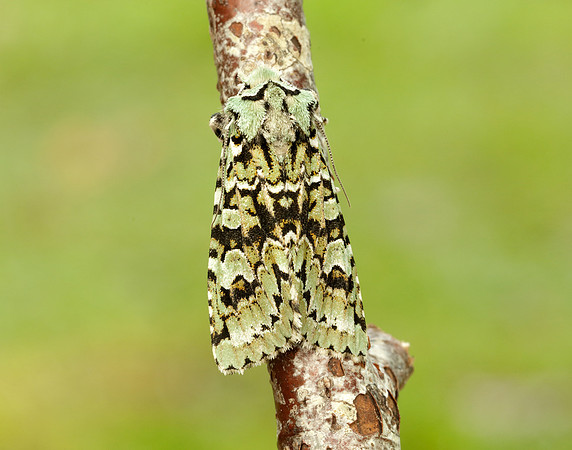 73.224 BF2247 Merveille du Jour Griposia aprilina