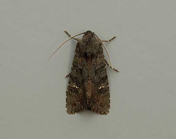 73.233 BF2232 Black Rustic Aporophyla nigra